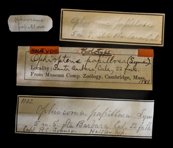 Media type: image;   Invertebrate Zoology OPH-1788 Description: Original handwritten specimen labels;  Aspect: labels